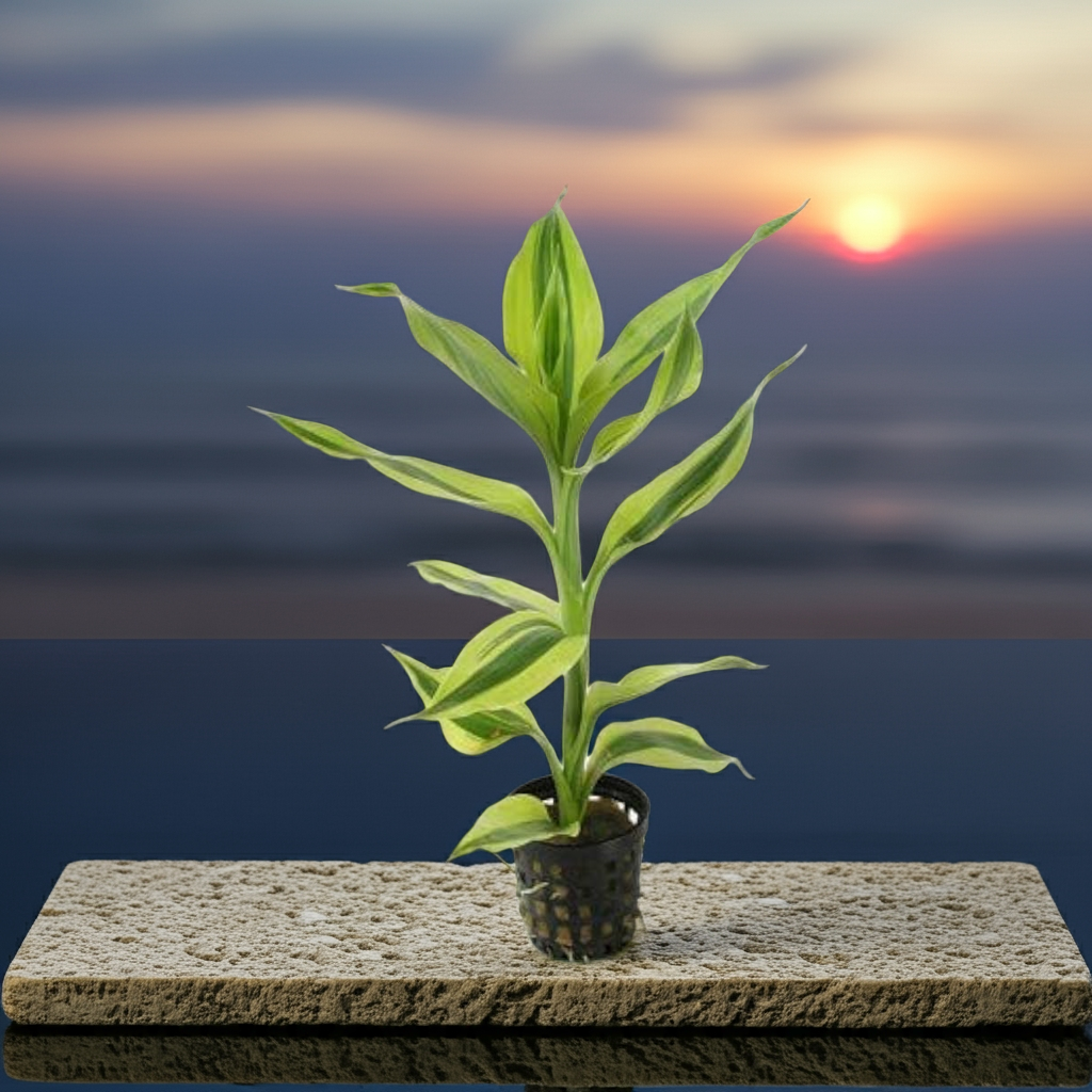 DRACENA SANDRIYANA VICTORIA POT PLANT