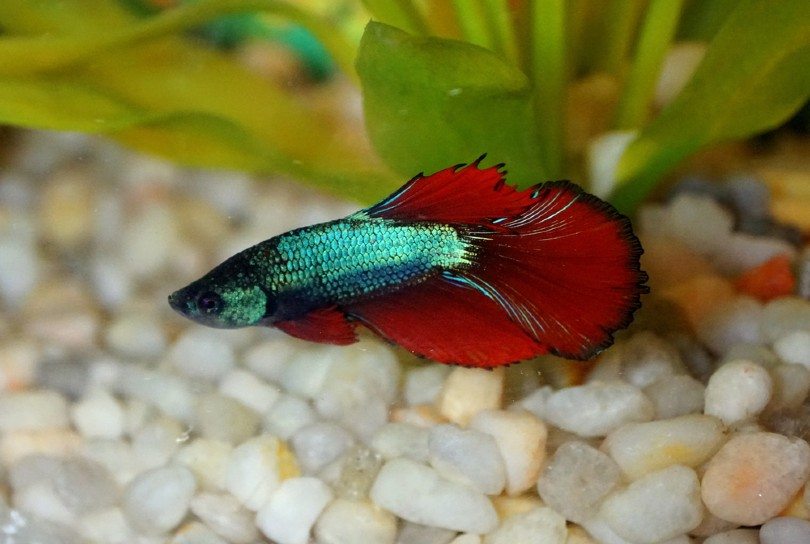 Veiltail Betta
