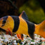 CLOWN LOACH 5.5cm-7cm