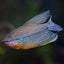 GOURAMI MIX 6cm