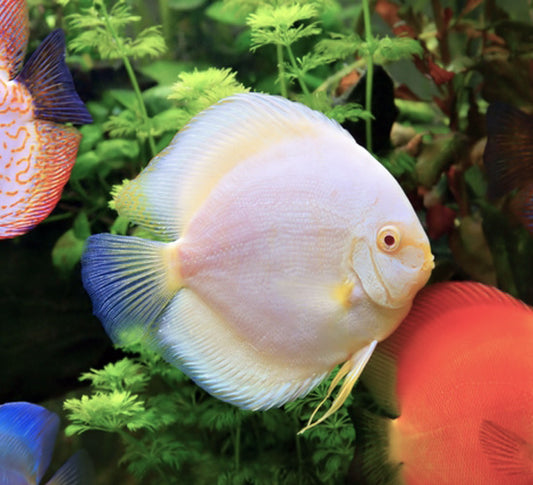 SNOW WHITE DISCUS FISH 10CM