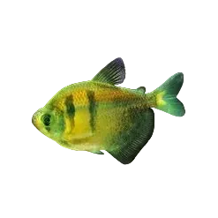 Tri-Color Black Widow Tetra