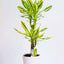 Dracena Yellow Coast Plant