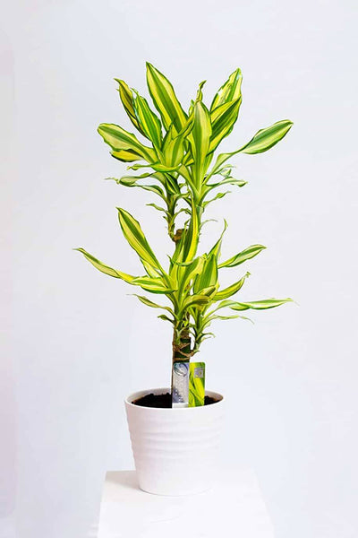 Dracena Yellow Coast Plant