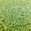 Duckweed Floating Plant