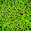 Duckweed Floating Plant