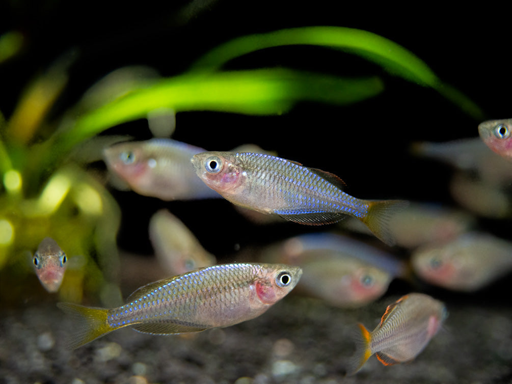 DWARF NEON RAINBOW 3cm