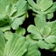 Water Lettuce Floating Plant