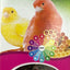 Avicentra Deluxe Sticks – Vitamins & Honey