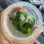 Anubias Petite in cup