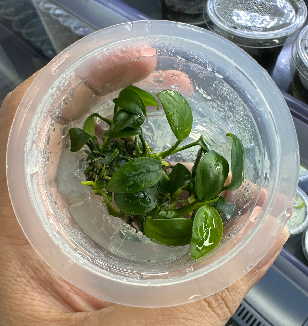Anubias Petite in cup