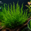 Growow Flame Moss
