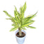 Dracena Yellow Coast Plant
