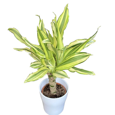 Dracena Yellow Coast Plant