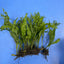Windelov Ferns in packets