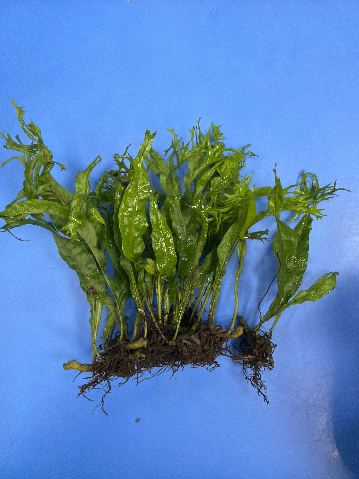Windelov Ferns in packets
