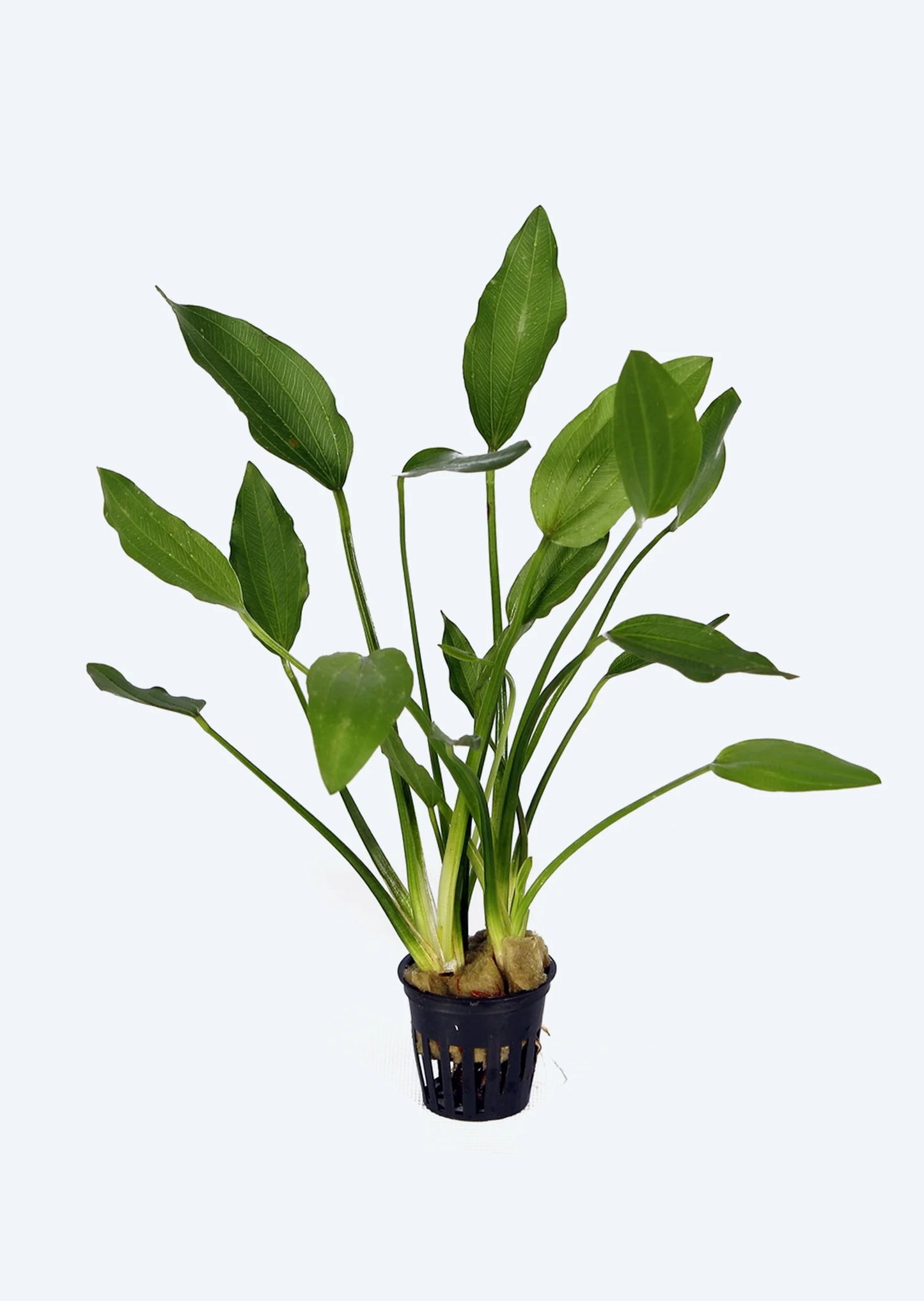 نبات Echinidorus Bleheri في وعاء