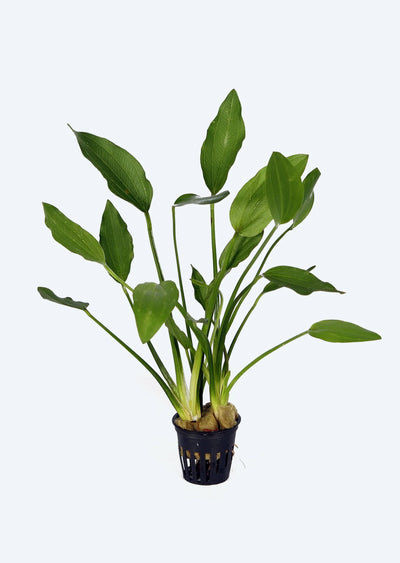 ECHINODORUS Grandiflorus Pot Plant
