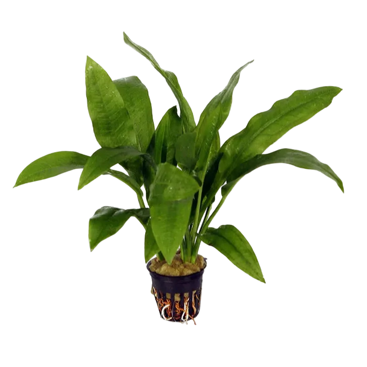 Echinodorus Amazonicus Pot Plant