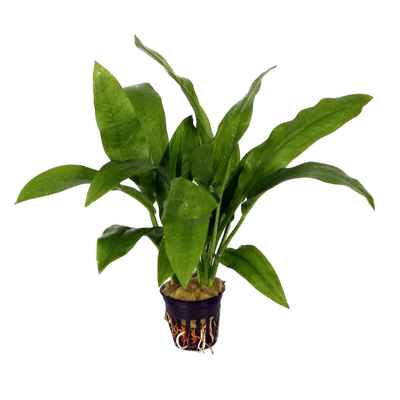 Echinodorus Amazonicus Pot Plant