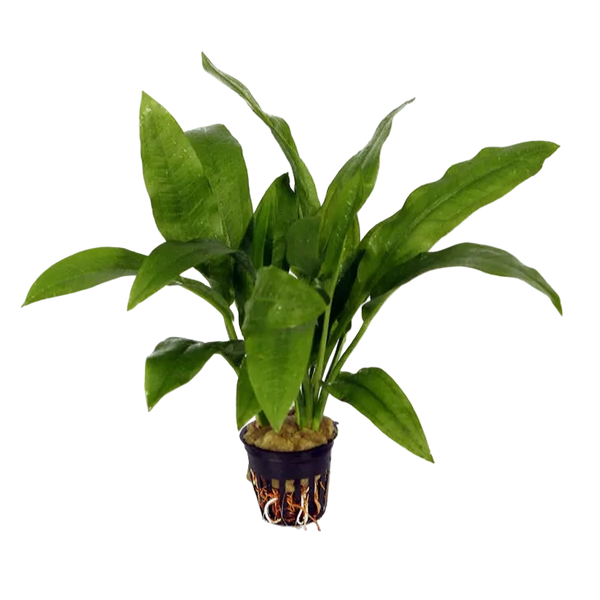 Echinodorus Amazonicus Pot Plant