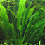 Echinodorus Amazonicus