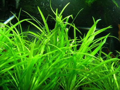 ECHINODORUS TENELLUS POT PLANT