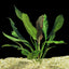 Echinodorus cordifolius “Leopard” Pot Plant