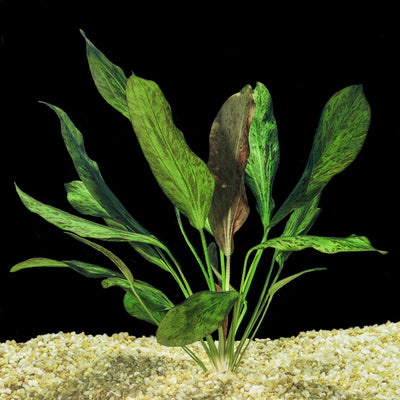 Echinodorus cordifolius “Leopard” Pot Plant