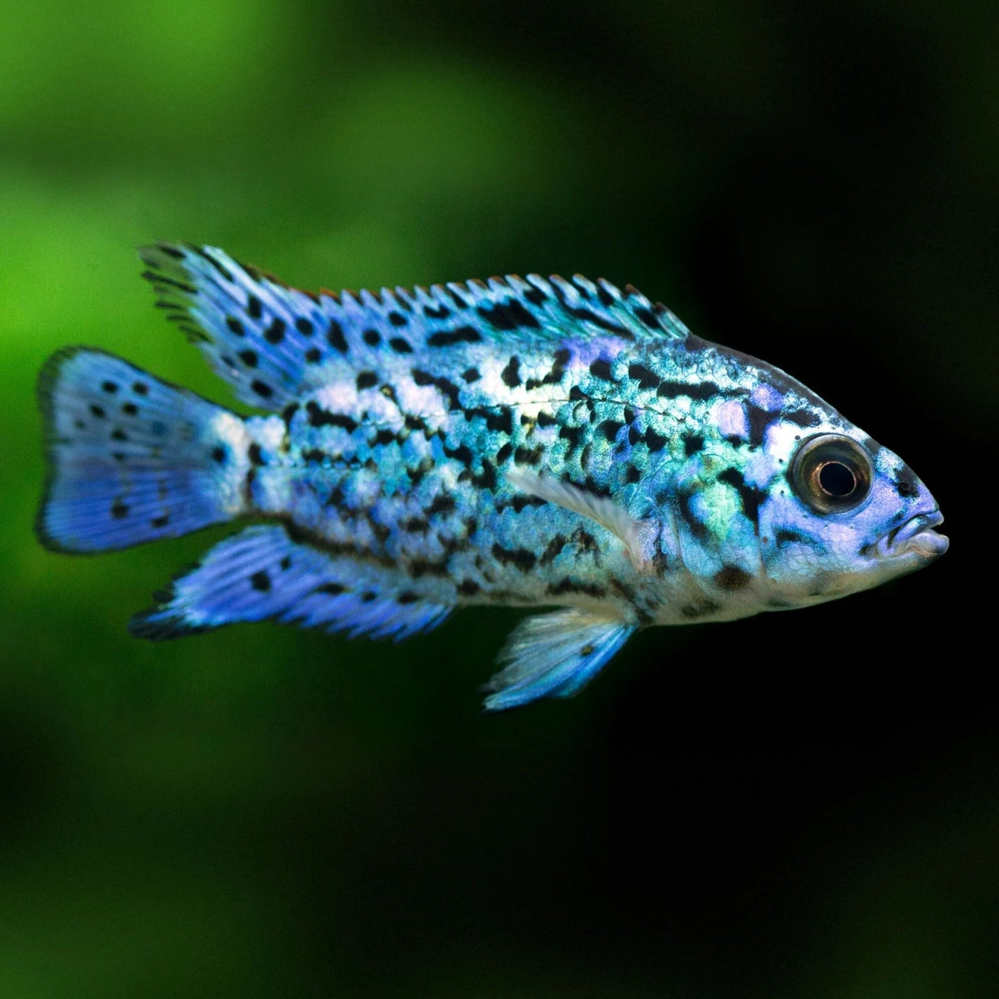 Electric Blue Jack Dempsey