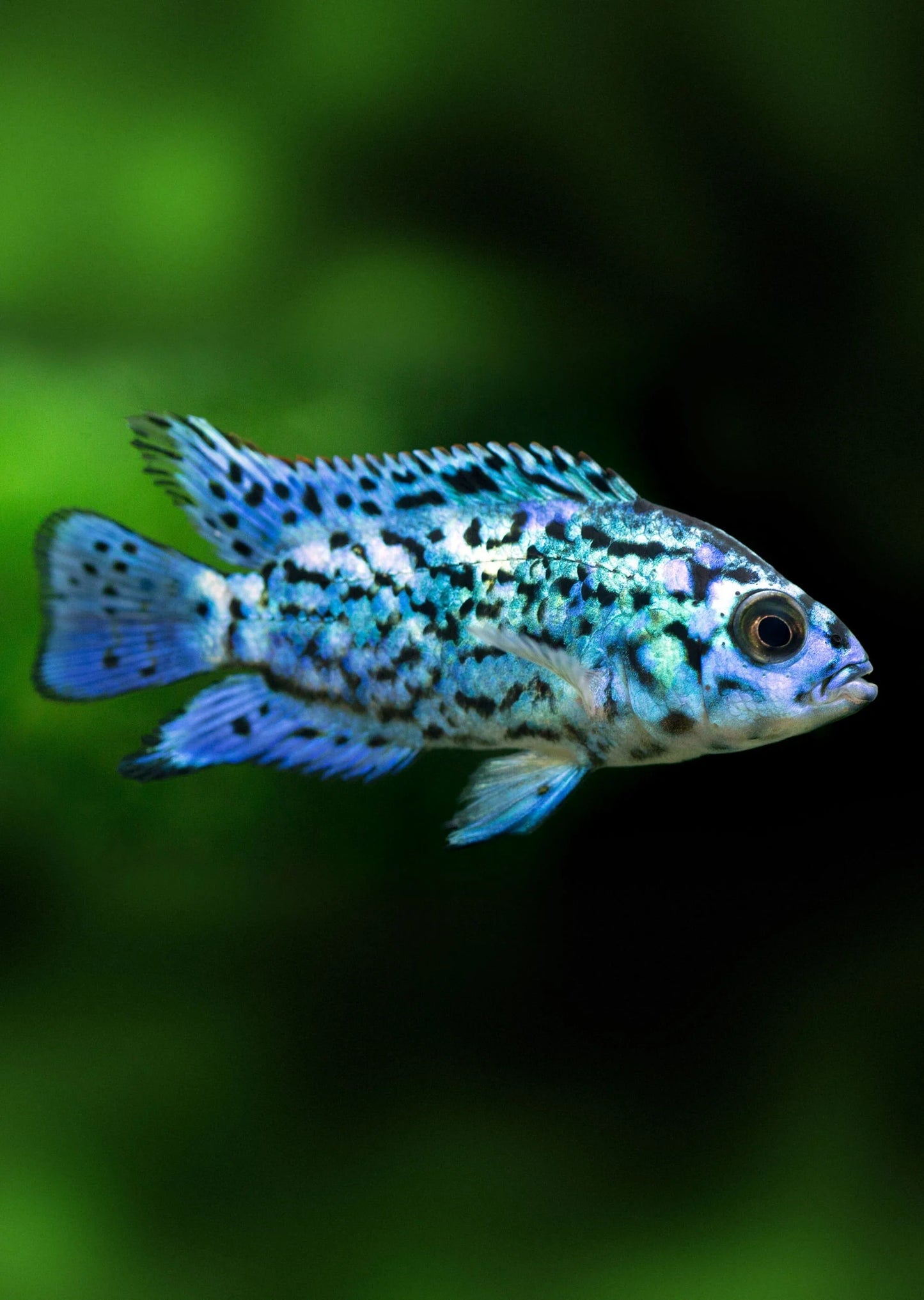 Electric Blue Jack Dempsey 2PCS Combo Deal