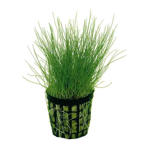 Eleocharis Acicularis Pot Plant