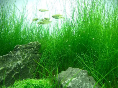 Eleocharis Vivipara Pot Plant
