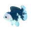 Oranda Panda 13-15 CM