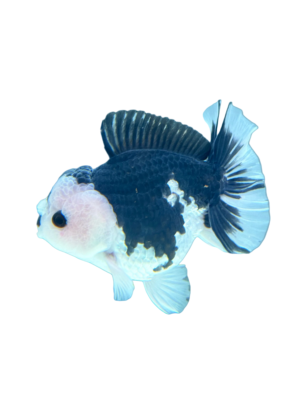 Oranda Panda 13-15 CM