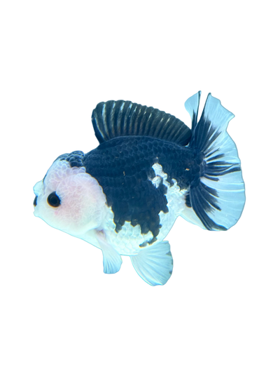 Oranda Panda 13-15 CM
