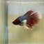 Halfmoon Dumbo Ear Betta
