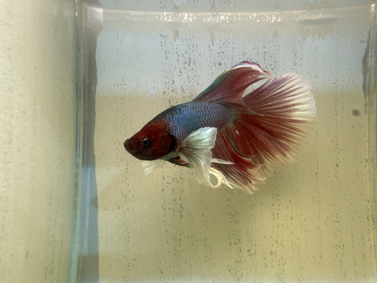 Halfmoon Dumbo Ear Betta