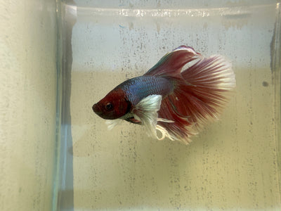Halfmoon Dumbo Ear Betta