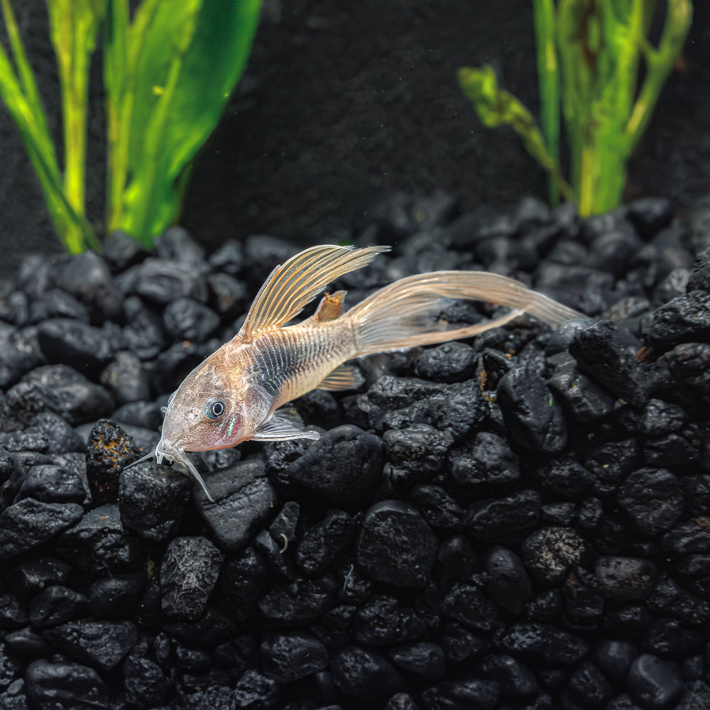 CORYDORAS