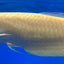 ALBINO AROWANA 18cm-20cm