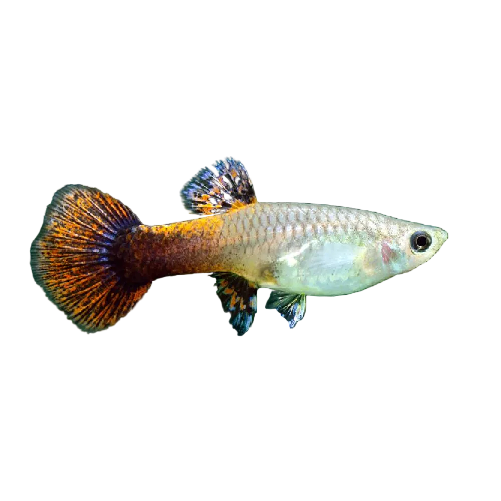 Guppy Female 4PCS Combo Deal (Mix Color)
