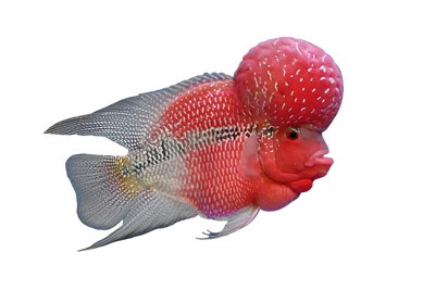 Srd Flowerhorn Fish.