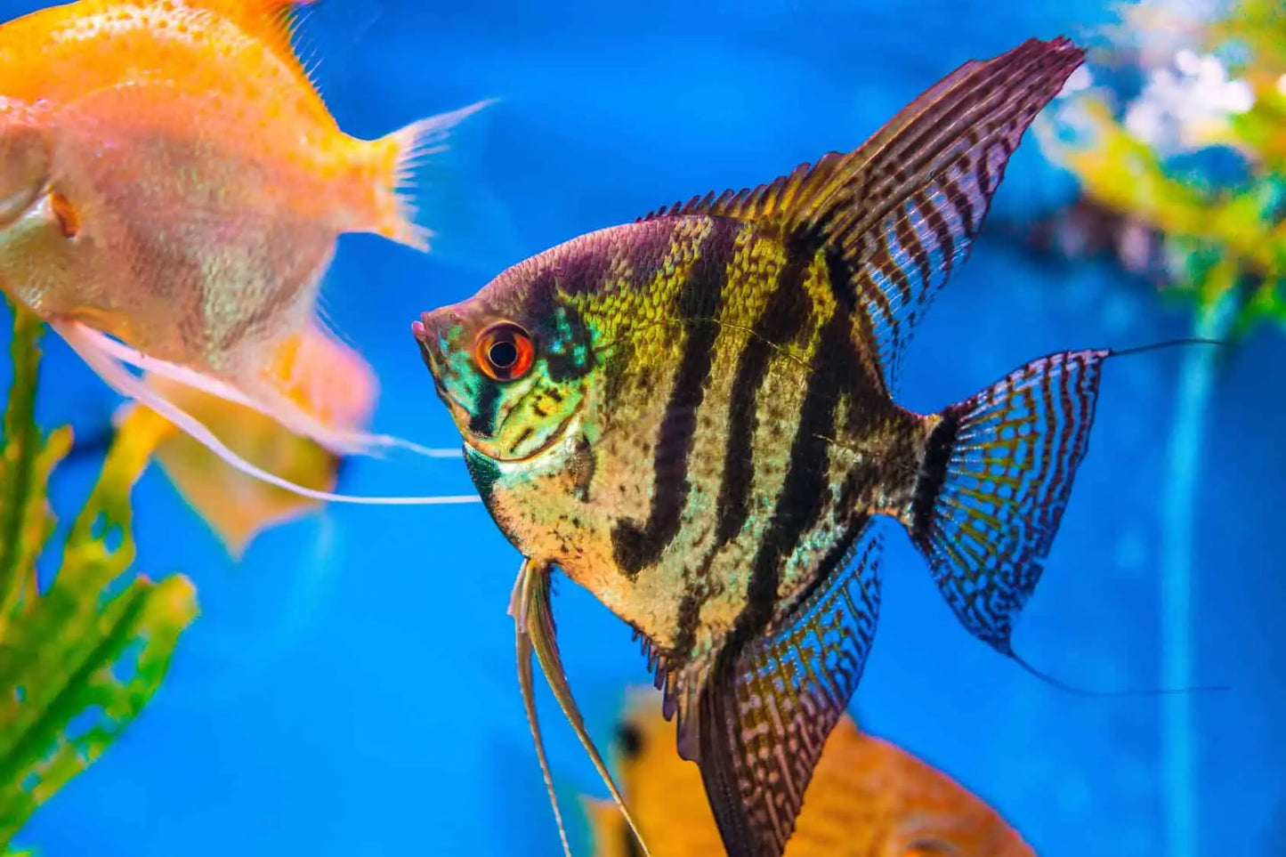 ANGEL FISH MIX