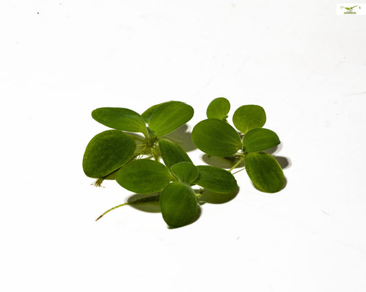Dwarf Water Lettuce in Cup