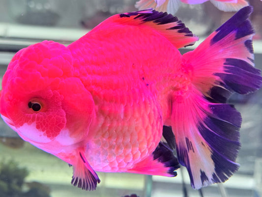 RED AND BLACK ORANDA