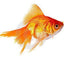 Gold Fish 2PCS Combo Deal (Big Size)