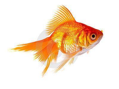 Gold Fish 2PCS Combo Deal (10Cm)