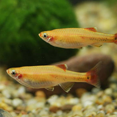 وايت كلاود ماونتن ميناو تترا 3 سم