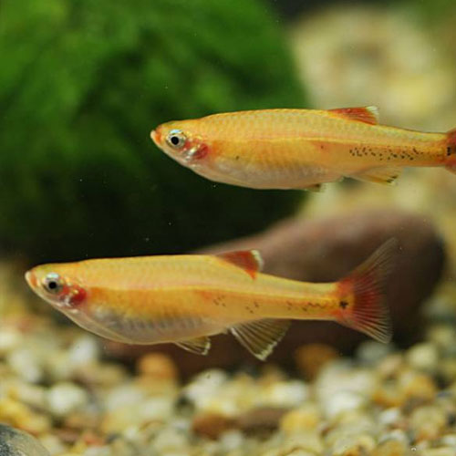 WHITE CLOUD MOUNTAIN MINNOW TETRA 3cm